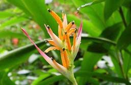 Sdsee, Hawaii: Inselparadies Hawaii - Bird of Paradise